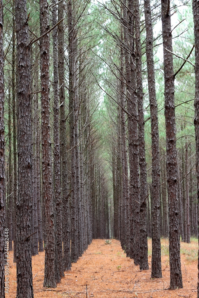 Naklejka premium Pine Trees are seen in the State of Florida.