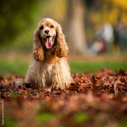 Bild auf Leinwand American Cocker Spaniel
