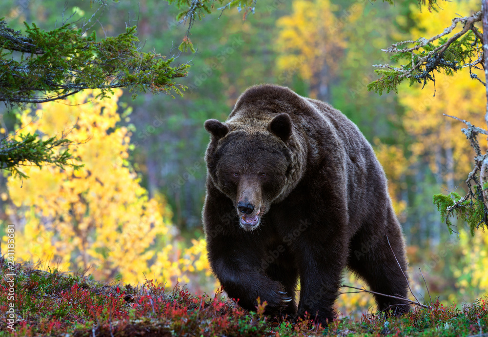Fototapeta premium Brown bear in the autumn forest. Scientific name: Ursus arctos. Natural habitat.
