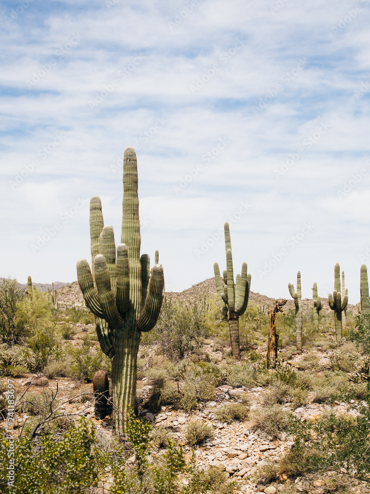 Saguaro cactus growing in the Arizona desert. Iconic Saguaro cacti growing tall in the arid AZ desert. Saguaro cactus growing in the Arizona desert. Iconic Saguaro cacti growing tall in the arid AZ desert.