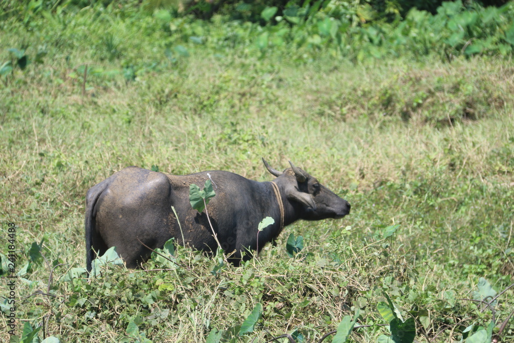 Fototapeta premium Buffalo