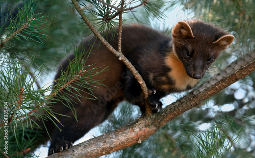 The European pine marten (Martes martes), known most commonly as the pine marten in Anglophone Europe, and less commonly also known as pineten, baum marten, or sweet marten photo