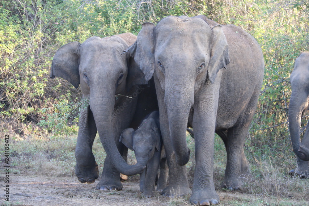 Obraz premium Elephants with baby