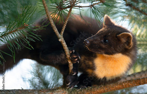 The European pine marten (Martes martes), known most commonly as the pine marten in Anglophone Europe, and less commonly also known as pineten, baum marten, or sweet marten photo