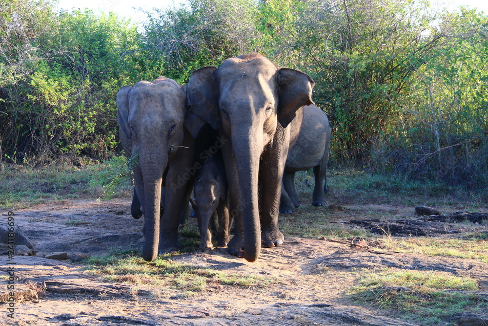 Fototapeta premium Elephants with baby
