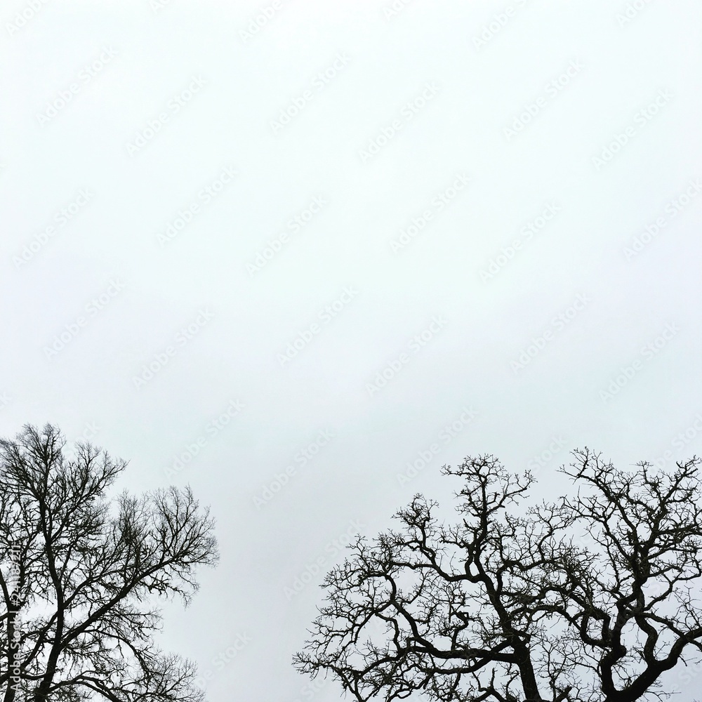 gnarly Texas tree in winter against white sky gnarly Texas tree in winter against white sky