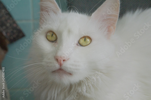 cat