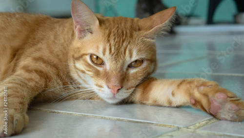 cat with eyes