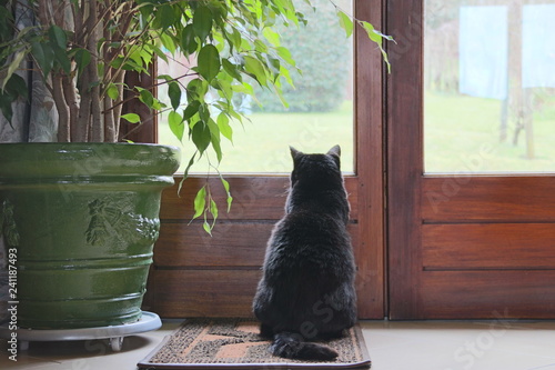 Cat looking out the window