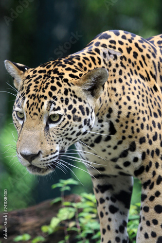 Fototapeta Naklejka Na Ścianę i Meble -  Jaguar in Rainforest