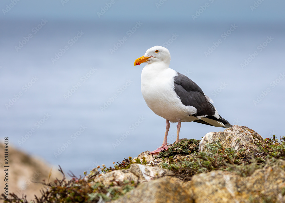Seagull at the Beach Seagull at the Beach