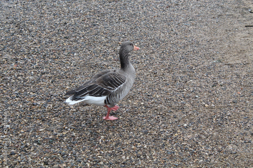 Ente auf dem Land