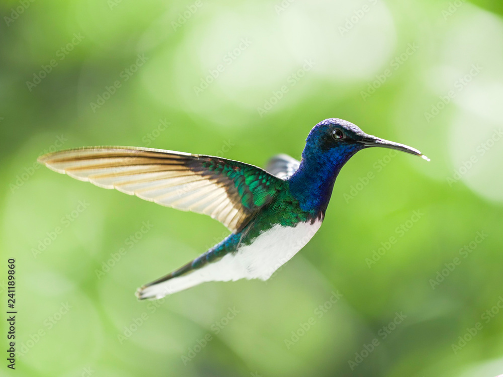 Obraz premium hummingbird in flight