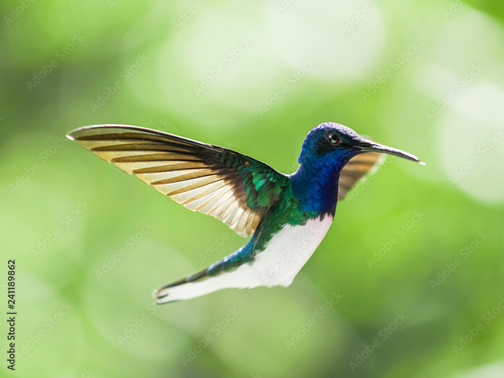 Fototapeta premium hummingbird in flight