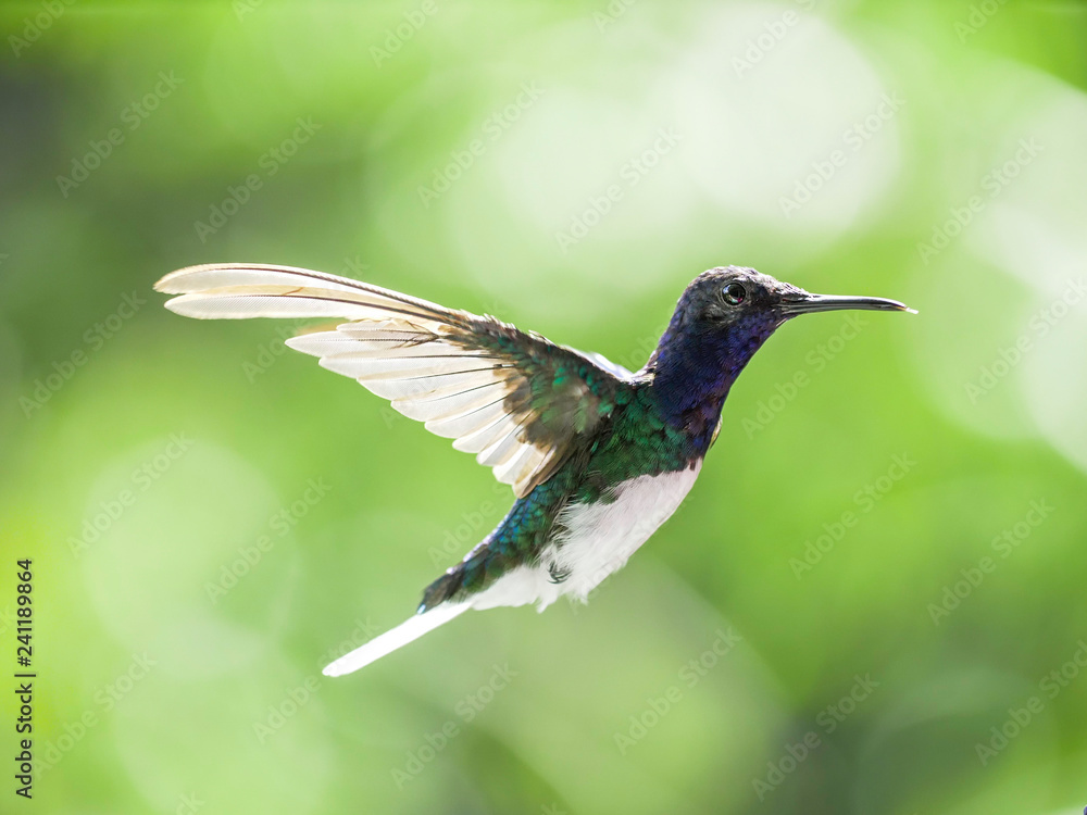 Fototapeta premium hummingbird in flight