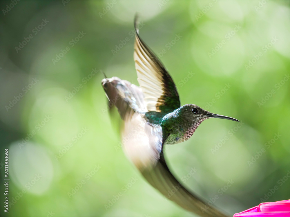 Naklejka premium hummingbird in flight