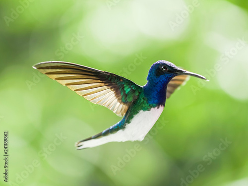 hummingbird in flight © Carlos