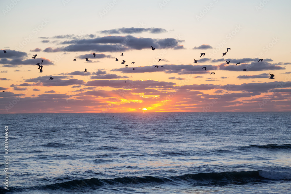 Flock of birds, Seagulls, flying by the ocean during a vibrant cloudy sunrise. Taken in Daytona Beach, Florida, United States.