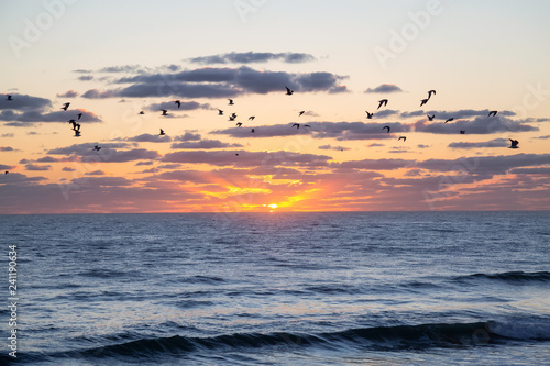 Flock of birds  Seagulls  flying by the ocean during a vibrant cloudy sunrise. Taken in Daytona Beach  Florida  United States.