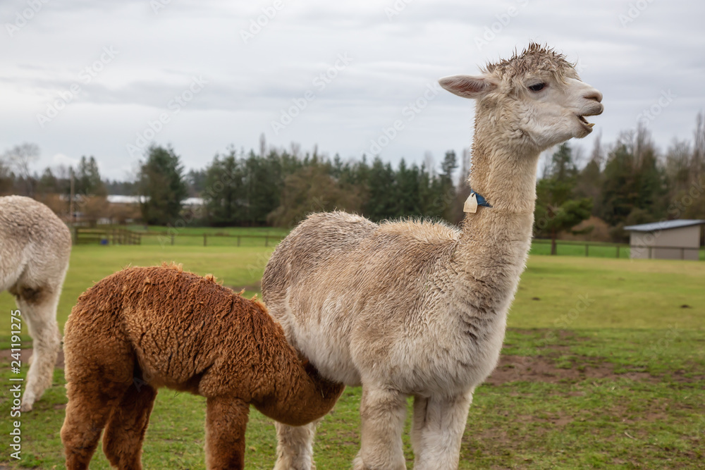 Fototapeta premium Alpaca in a farm during a cloudy day.