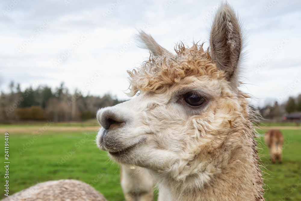 Fototapeta premium Alpaca in a farm during a cloudy day.