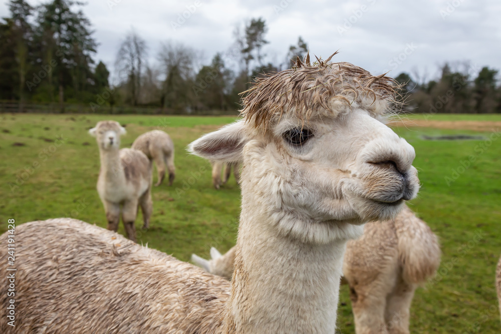 Obraz premium Alpaca in a farm during a cloudy day.