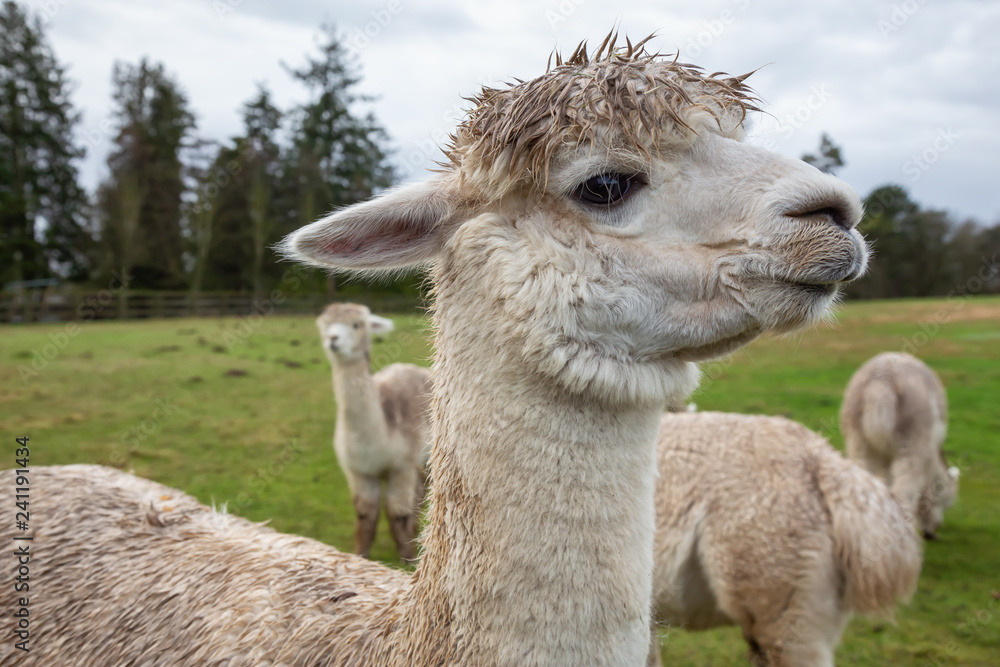 Fototapeta premium Alpaca in a farm during a cloudy day.