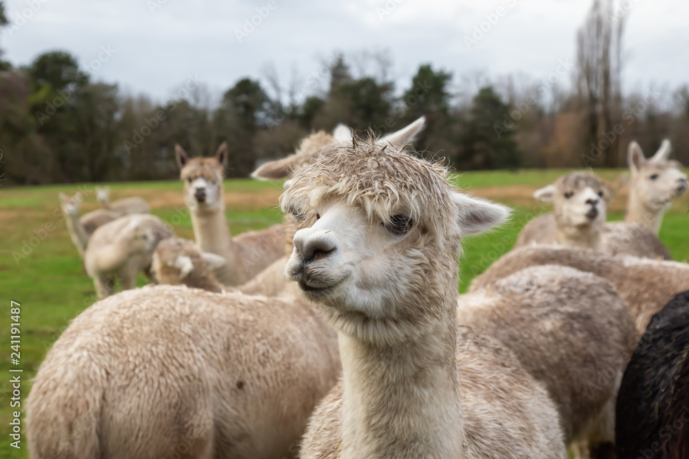 Alpaca in a farm during a cloudy day. Alpaca in a farm during a cloudy day.