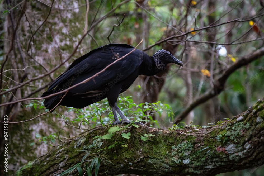 Naklejka premium Black Vulture sitting on a tree. Taken in Chassahowitzka River, located West of Orlando, Florida, United States.