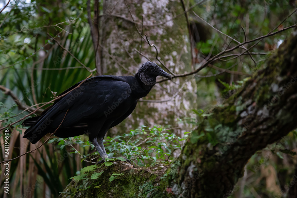 Naklejka premium Black Vulture sitting on a tree. Taken in Chassahowitzka River, located West of Orlando, Florida, United States.