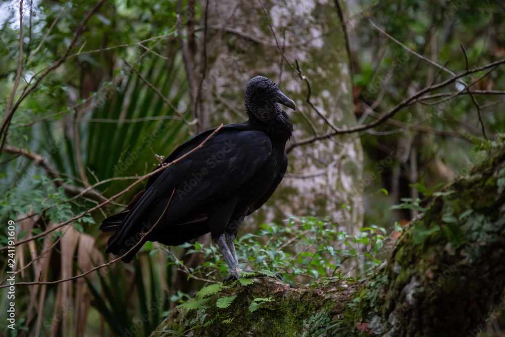 Fototapeta premium Black Vulture sitting on a tree. Taken in Chassahowitzka River, located West of Orlando, Florida, United States.