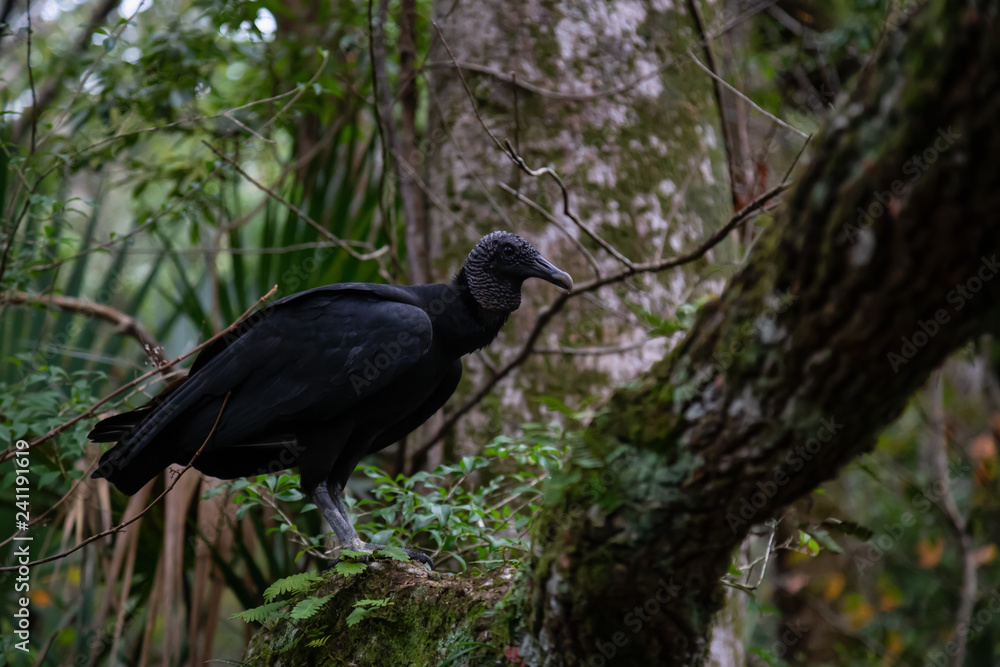 Naklejka premium Black Vulture sitting on a tree. Taken in Chassahowitzka River, located West of Orlando, Florida, United States.