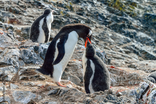 ANTARCTICA  Gentoo Penguin