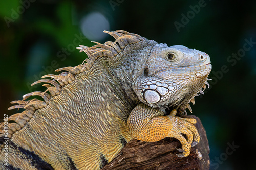Closeup large iguana. Latin name Iguana iguana