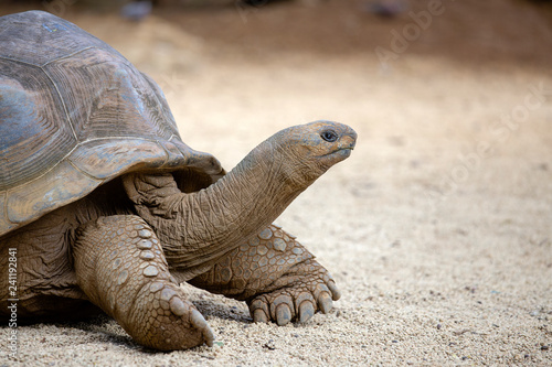 Giant turtles, dipsochelys gigantea in tropical island Mauritius