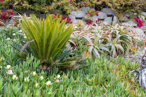 The Flora of California