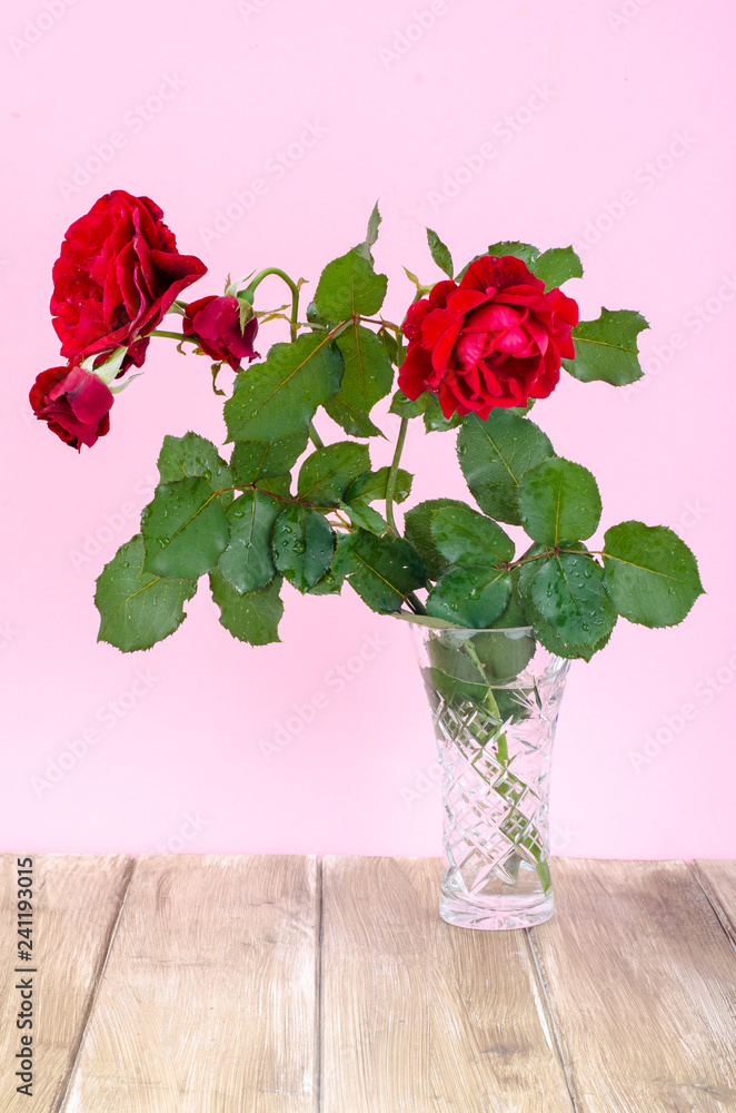 Obraz premium Garden red rose on pink background