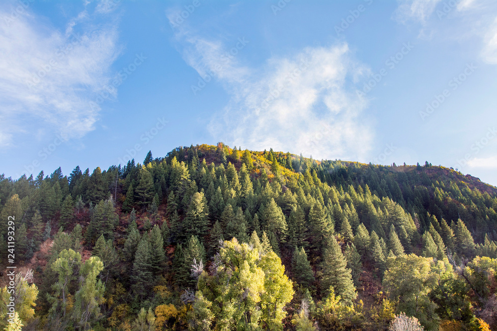 utah fall foliage and changing leaves during fall time in ogden canyon