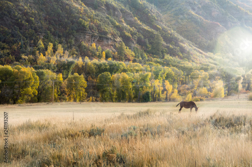 Fototapeta Naklejka Na Ścianę i Meble -  horses in the utah mountains during the autumn leaves