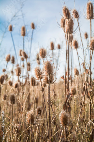 dried cone flower in field during fall and winter in utah mountain 