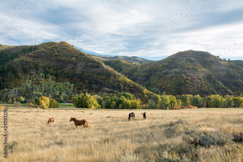 horses in the utah mountains during the autumn leaves
