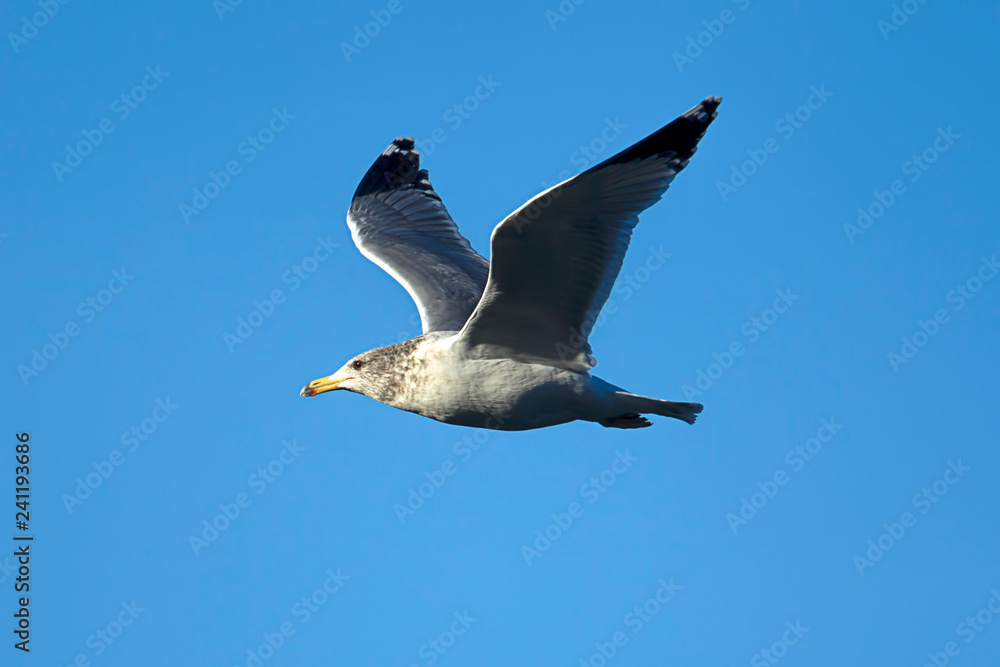 Obraz premium Seagull soaring up in the bright blue sky.