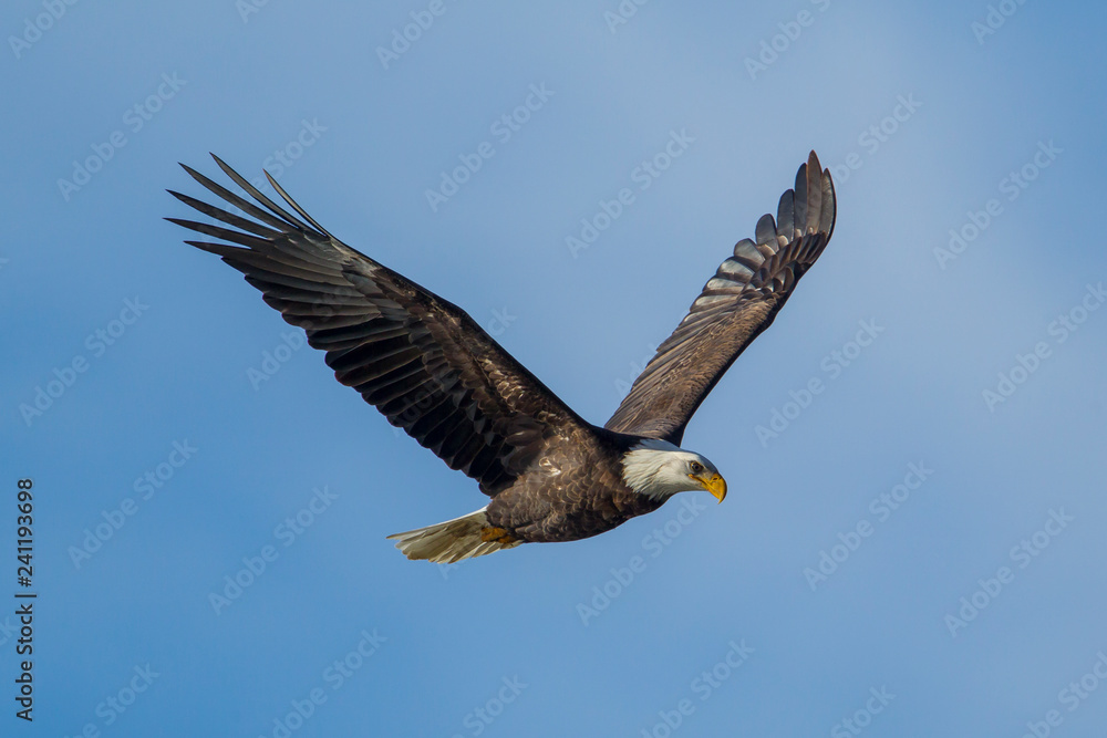 Naklejka premium Bald eagle in flight in the sky.