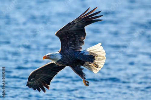 Bald eagle flies close to the water.