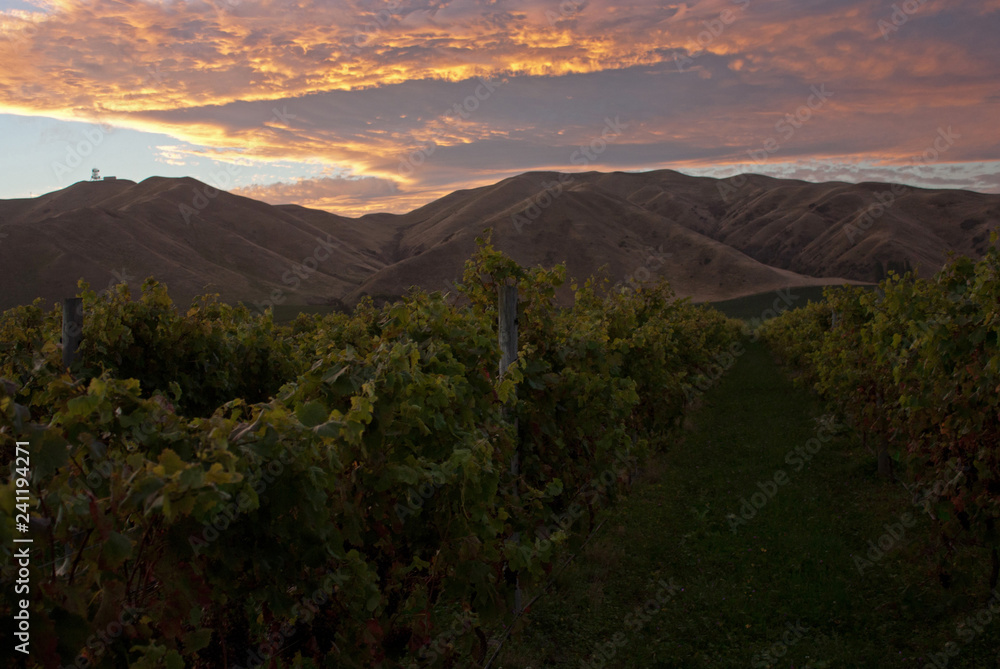A vineyard with mountains in the background in Marlborough in the South Island in New Zealand during the sunset