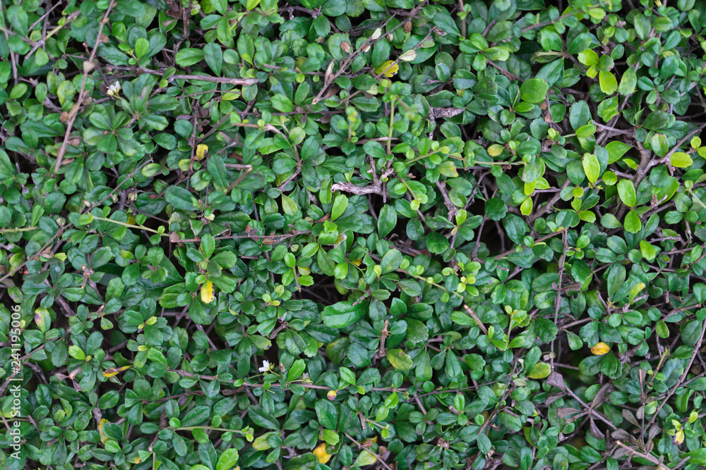 Green leaves texture for background Green leaves texture for background