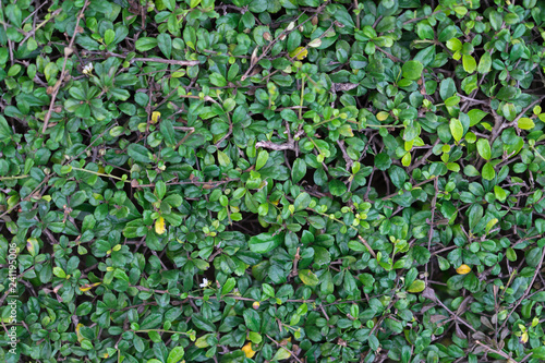 Green leaves texture for background