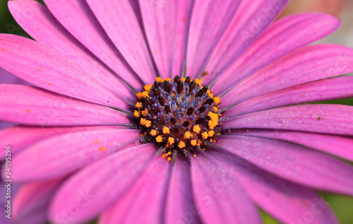 Closeup of purple osteospermum flower or cape daisy.