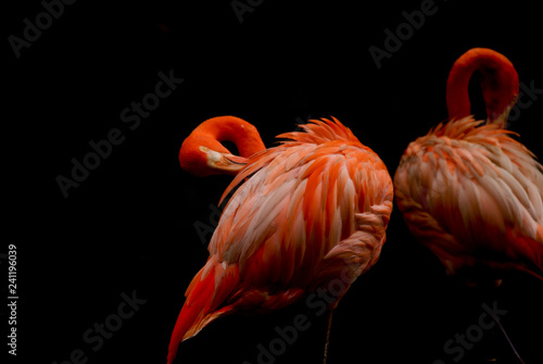 2 red flamingos grooming under shade.
