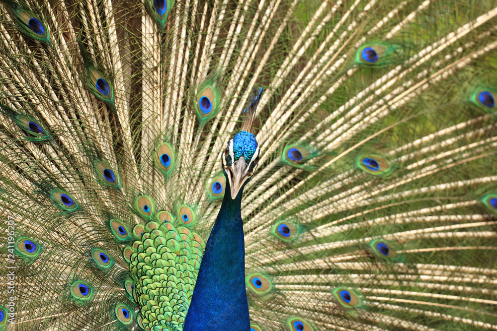 Obraz premium Peacock